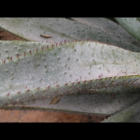 Aloe ferox (fam Liliacees) (Afr. du sud) (5)